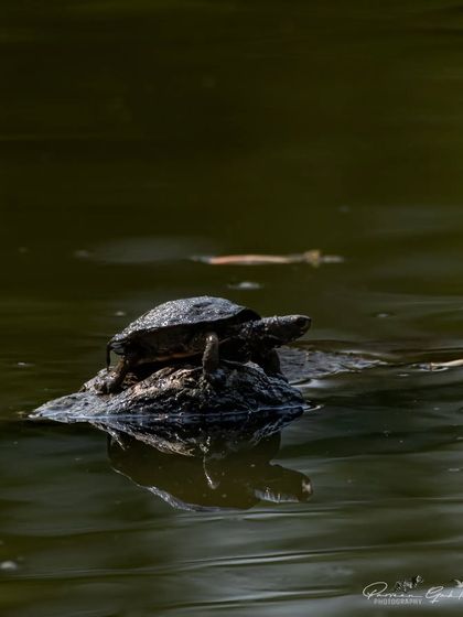 A turtle sunning itself on a rock in a river at Rajaji National Park.
