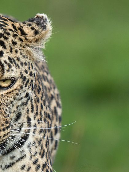 This artistic crop focuses on the stunning patterns and textures of the leopard's fur, turning a wildlife photo into a piece of natural abstract art.