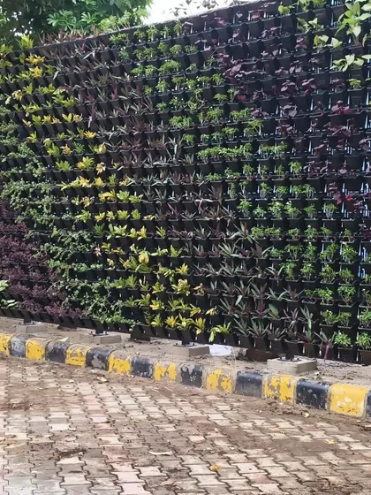 The finished outdoor green wall, looking full and vibrant. This is the immediate impact you get with a professionally installed vertical garden.