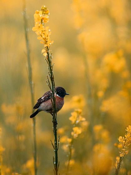 Bangalore Photographers - Find a Photographer Wildlife & Nature Photography photo 13