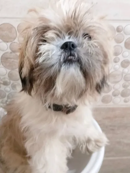 This Shih Tzu is waiting patiently for its bath and haircut to begin.