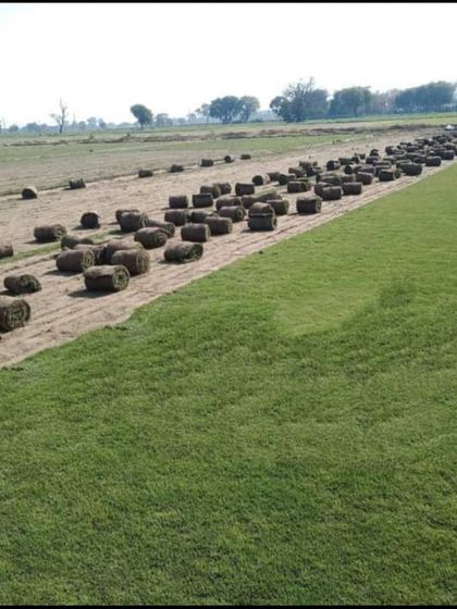 A large field of Bermuda grass being harvested. These rolls are ready to be transported and installed for an instant green lawn.