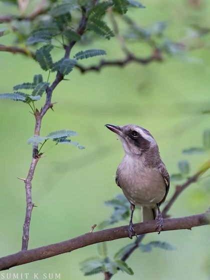 A Common Woodshrike, a bird usually found in pairs, looking up from its perch in a thorny tree.
