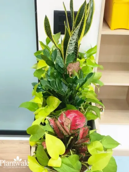 A close-up of a mixed planter for an office, featuring Snake Plant, ZZ Plant, and vibrant Aglaonema. This combination offers varied textures and colors while requiring minimal maintenance.