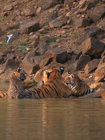 Choti Tara and her cubs cooling off in the water, a beautiful family moment.