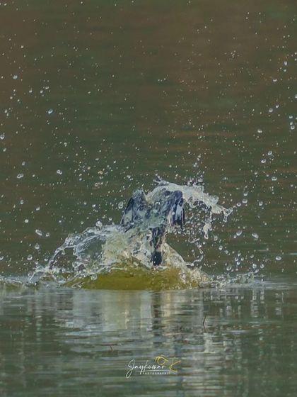 The explosive moment a Pied Kingfisher hits the water, creating a dramatic splash. This shot captures the pure power and speed of the bird's dive, a peak action moment.