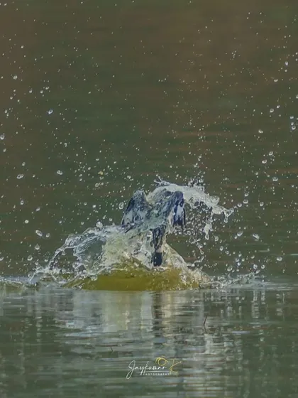 The explosive moment a Pied Kingfisher hits the water, creating a dramatic splash. This shot captures the pure power and speed of the bird's dive, a peak action moment.