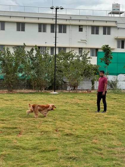 Posto having a great time playing fetch in the open lawns of the cafe.