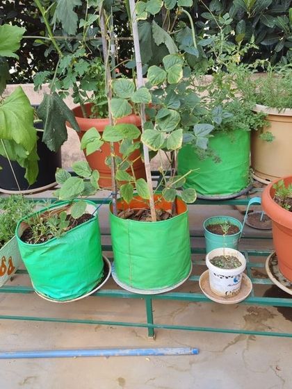 The Garden Hub - Garden Maintenance Garden Stands & Terrace Protection photo 13