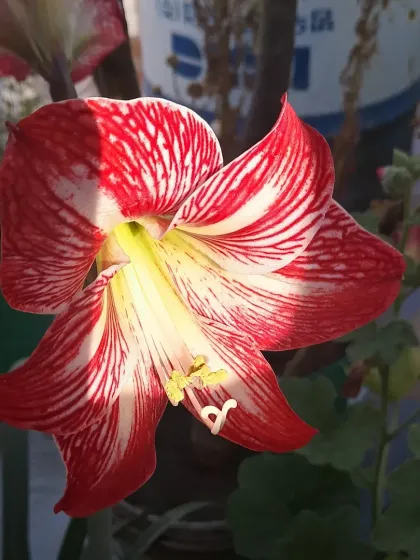 Bhardwaj - Urban Gardening Consultation A Riot of Colorful Flowers photo 116