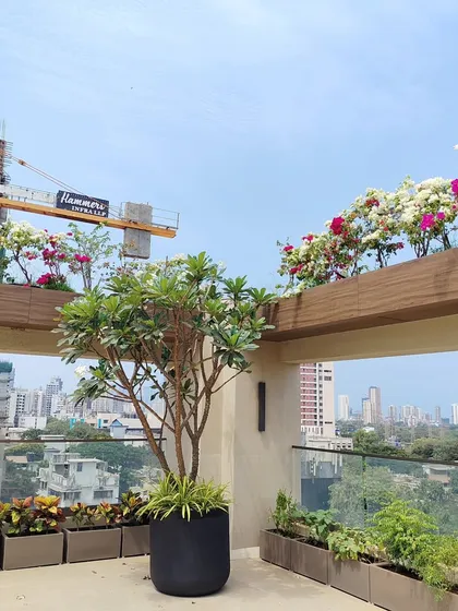 A beautiful composition of the Plumeria tree, colorful crotons, and blooming Bougainvillea under a clear blue sky.