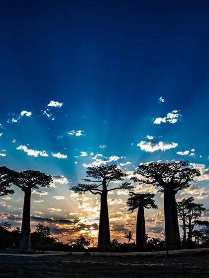 The ancient Baobab trees of Madagascar, known as the "Mother of the Forest," stand silhouetted against a brilliant sunset. These giants, some thousands of years old, are the lifeblood of their ecosystem.