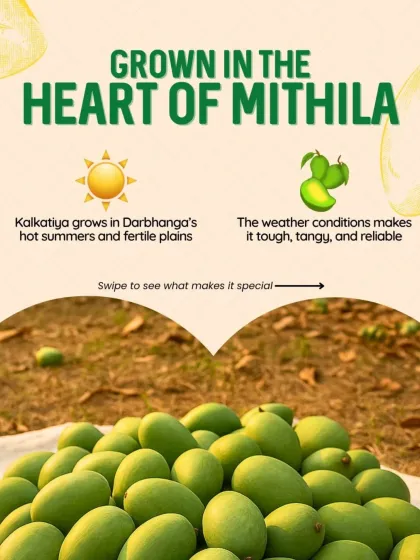 Grown in the hot summers and fertile plains of Darbhanga, the Kalkatiya mango develops a tough, tangy, and reliable character, making it perfect for our traditional pickles.