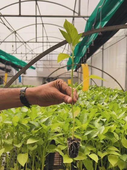 A healthy capsicum seedling with strong roots, ready to be transplanted into a grow bag. This is the foundation of a productive plant in our greenhouse.