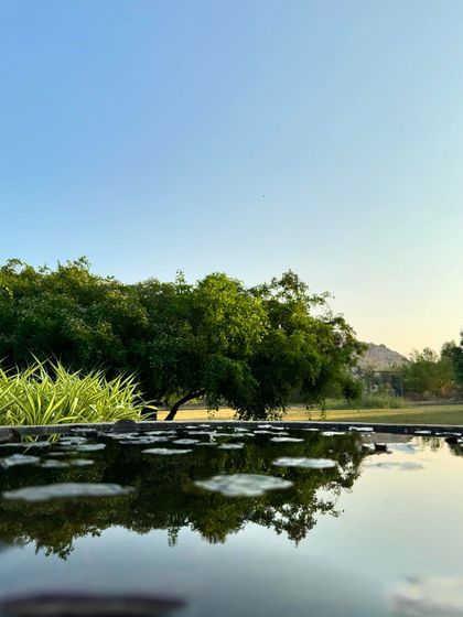 A similar view of the lily pond, emphasizing the clear water and healthy foliage. It's a perfect metaphor for the clarity and vitality we help our guests achieve.