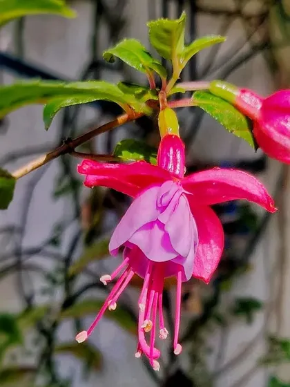 A duplicate of the beautiful hanging Fuchsia flower.