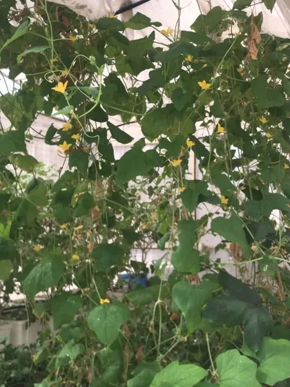 A lush canopy of cucumber vines full of yellow flowers, a promising sign of a large harvest to come. We manage plant health to maximize flowering and fruiting.
