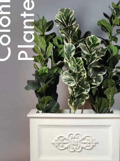 A classic, white colonial-style trough planter that adds a touch of timeless elegance.