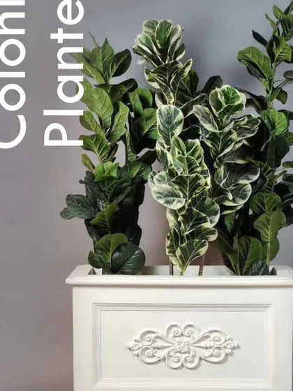 A classic, white colonial-style trough planter that adds a touch of timeless elegance.