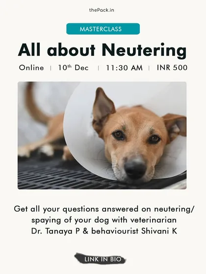 To spay or not to spay? In this masterclass, I team up with a veterinarian to answer all your medical and behavioral questions about neutering, helping you make an informed decision for your pet.