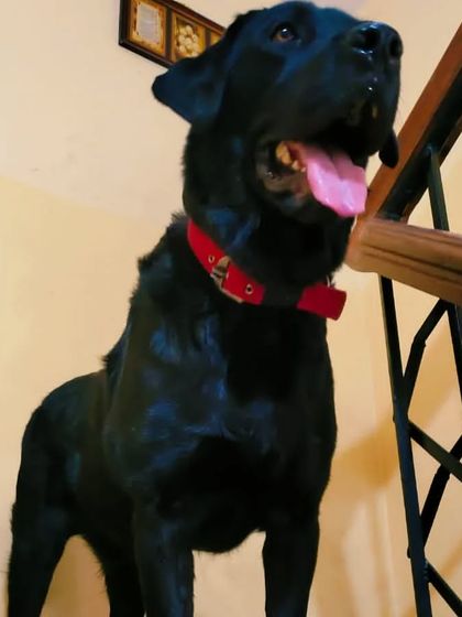 Tall, dark, and handsome. This black Labrador is a true gentleman.