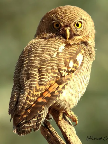 The intense, bright yellow eyes of a Jungle Owlet are mesmerizing. This small predator, active at dawn and dusk, is a favorite subject. My workshops teach how to work with low light and capture the unique character of nocturnal and crepuscular birds like this one.