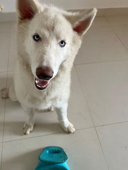 PL Paws - Animal Rescue & Rehabilitation Happy Tails: Our Adoption Stories photo 7