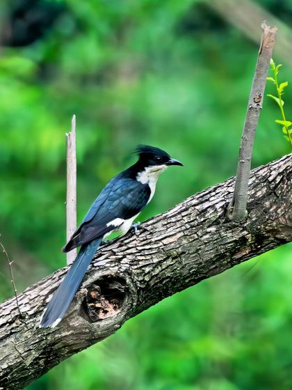 A full view of the Pied Cuckoo, a brood parasite that relies on other birds to raise its young.