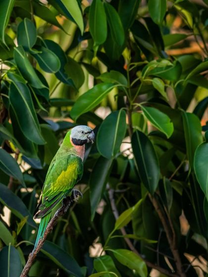 The Avian World: Portraits of Indian Birds photo 25