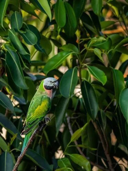 Another portrait of the Red-breasted Parakeet. While they are beautiful, their survival in the city is threatened by the loss of old trees they need for nesting.