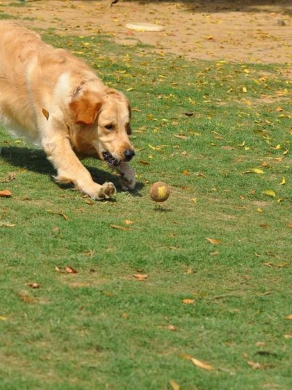 This Golden Retriever is focused and ready to pounce on the ball. We provide plenty of one-on-one playtime to cater to each dog's energy level.