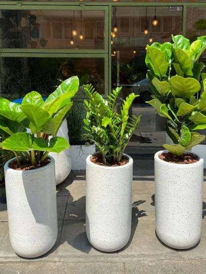 These cylindrical terrazzo-style planters are a perfect match for modern interiors. We've used them here to pot a trio of lush foliage plants, creating a stylish and contemporary outdoor display.