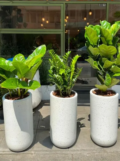 A set of three matching terrazzo-style planters holding a Philodendron, a ZZ Plant, and a Fiddle Leaf Fig. Using uniform planters creates a cohesive and intentionally designed look.
