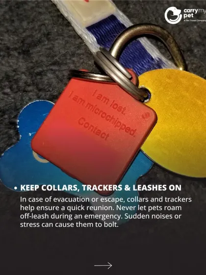 CarryMyPet - Pet Travel & Parenting Consultation Pet Parenting & Wellness photo 26