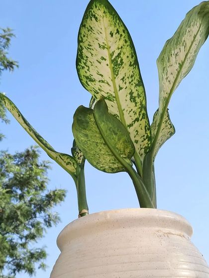 Bhardwaj - Gardening Product & Supply Consultation Indoor & Decorative Plants photo 16