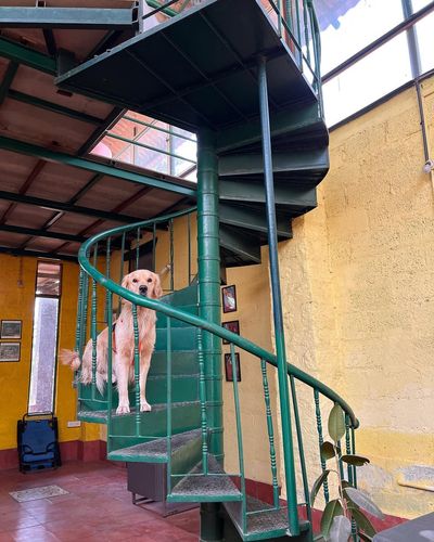 Pet-Friendly Accommodation
