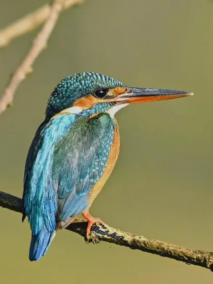 The Common Kingfisher is a flash of turquoise and orange. Perched by the river, it's a small but mighty hunter, a living poem beneath the sky.