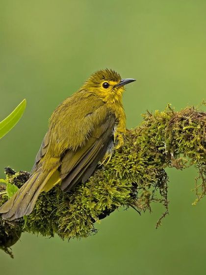 A Yellow-browed Bulbul perched on a mossy branch, a classic portrait of this Western Ghats species.