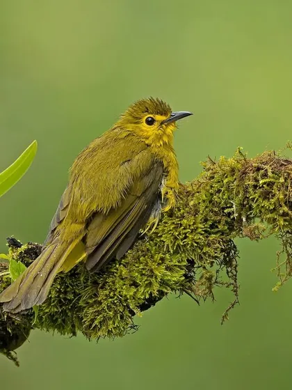 A duplicate of image 26, this Yellow-browed Bulbul is perched on a mossy branch, perfectly at home in its environment.