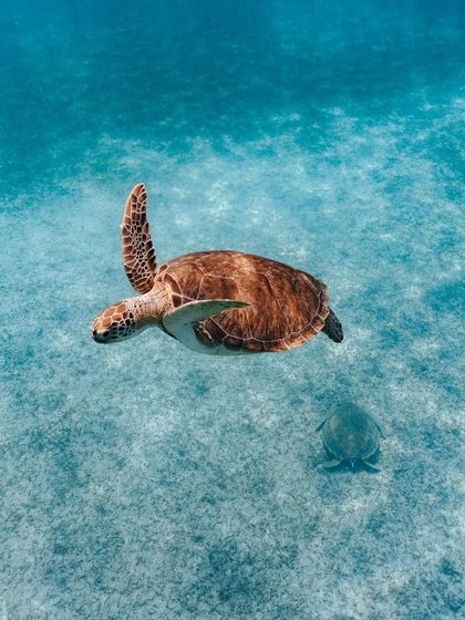 Two sea turtles in the shallow, sandy bottoms of Aruba. It's a privilege to observe these creatures and document their natural behavior.
