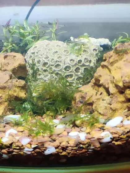 Our classroom shrimp habitat, a complete ecosystem in miniature. The children researched, planned, and built this environment, learning about water chemistry, aquatic plants, and the life cycles of different shrimp species.