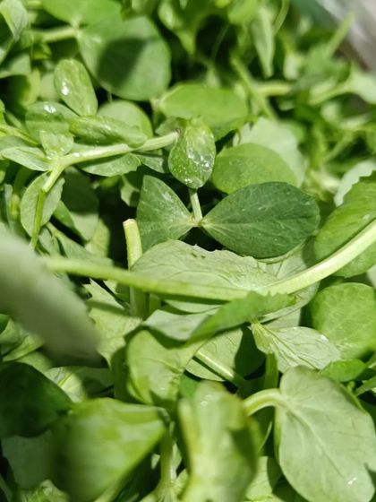 A close-up of the delicate pea shoots. This is a seasonal green that I source whenever it's available.