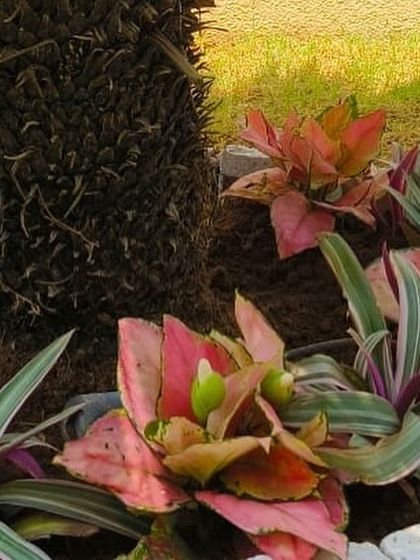 A close-up of a garden bed showing how I use colorful foliage plants like Aglaonema and Tradescantia to complement the textures of a palm trunk.