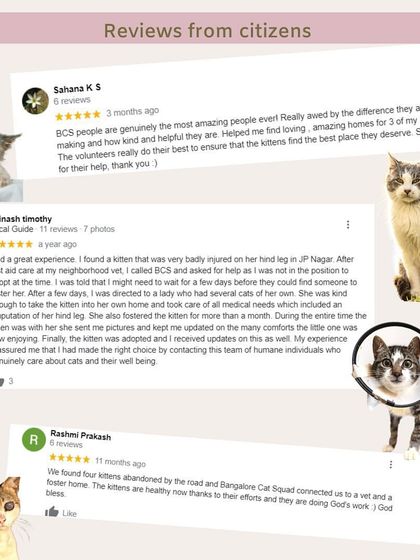Reviews from citizens who we've helped. These testimonials from Google show the real-world impact of our network, from helping with injured cats to finding homes for abandoned litters.