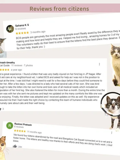 Here are some reviews from citizens who have adopted from us or received help. These stories are our motivation to keep going, despite resource shortages.