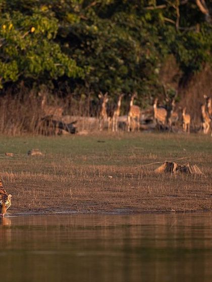 A tiger drinks from the river as a herd of deer watches cautiously in the background. This single frame tells a complete story of the jungle's delicate balance.