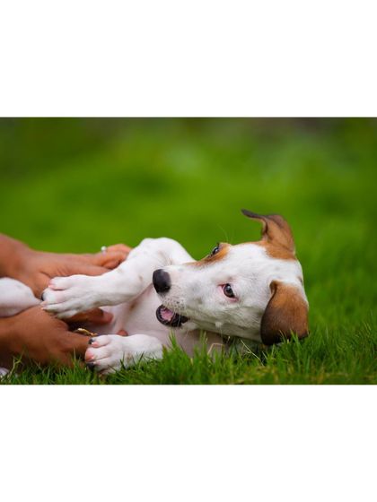 A wider view of the playful belly rub session with an adorable indie puppy on the grass.