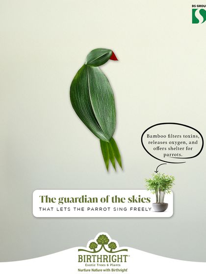 The guardian of the skies. Bamboo filters toxins and releases oxygen, providing shelter and a healthy environment for parrots to sing freely.
