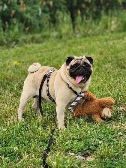 Another great shot of Buddy playing in Canada. He's got his favorite teddy bear with him to remind him of home.