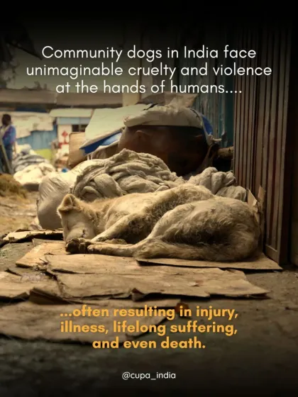 Cupa - Animal Cruelty Legal Aid & Advocacy Building a Compassionate Community photo 7